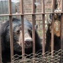 웅담농장 이미지