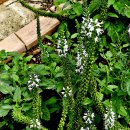전국 산지에서 흔히 만나는 구와꼬리풀(Veronica daurica) 이미지