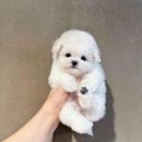 A. DOG(어독) 이미지