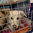 리치켄넬 이미지