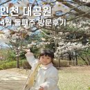 활짝핀유치원 | 4월 인천 대공원 벚꽃 이제 시작 아이와 함께방문 (목재체험)