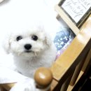 멍멍이가족 | 화곡동강아지분양, 멍멍이 친구 어디서 찾아야 할까?🐾