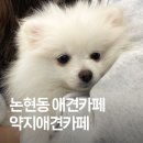 약지애견카페 이미지