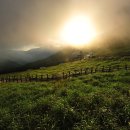 산돼지부식