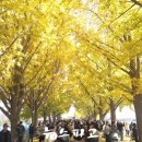 황금빛 가로수길 이미지