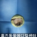 홈즈 동물병원 이미지