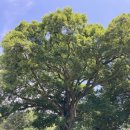 대성관광 옆 (관리번호 7번) | {✈️구마모토 : 관광지 } : 스이젠지 조주엔_강력 추천😆