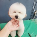 개네가고양이네 | 남양읍애견미용 아가도 저도 스트레스없이 만족했던 개네가고양이네 후기