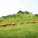 횡성그린한우농장 이미지