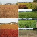 금영농장 이미지