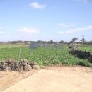 신도리-3 이미지