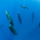 바다모은 이미지