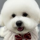 버블펫 네이버블로그