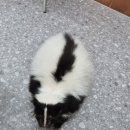 수달수영장 이미지