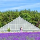 6월 당일치기 여행 추천, 여담 고성 하늬라벤더팜 &amp; 아야진 해수욕장 &amp; 속초사잇길