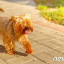 산책하는 강아지 이미지