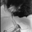 스마일동물의료센터 이미지