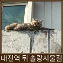 동구-22(대동천 | 대전 여행 가장 인상적이었던 대전역 뒤 솔랑시울길 산책