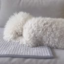 에이미펫 이미지