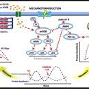 Re: The impact of dietary protein intake on longevity and metabolic health 이미지