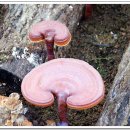 영지농장 이미지