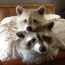 털복숭이친구들 이미지