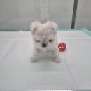 개린이집 강아지분양 고양이분양 전주본점 이미지