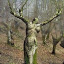 자라는나무 이미지