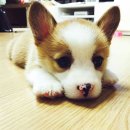 블루포니 게스트하우스 이미지