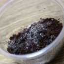 티그리스 Daum카페