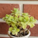 비오는 봄날 다육정리 이미지