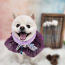 복이네 애견 미용 이미지