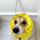 바닐라 퍼피 이미지