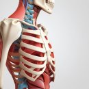 가정신현탑본정형외과의원 | 어깨 관절 기능 향상을 위한 체계적 운동 원리와 적용 방법