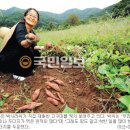 충남땅콩 이미지