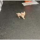 한서데이케어센터 | 양천구애견호텔 우리 아이의 행복한 하루, 꼬마네 펫 데이케어센터 후기