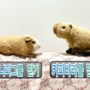 (주)바라