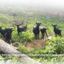 꾸지뽕흑염소농장 이미지