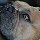 나는강아지 이미지