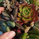 에코식물 생태도감 이미지