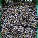 아로니아 | 아란 마켓 국산 아로니아 주문 후기｜고창 햇 아로니아라 믿음이 갔어요