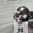 댕츄 네이버블로그