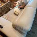 에스엔제이 | [가평] 애견동반 펜션 에스엔제이 내돈내산으로 다녀온 후기