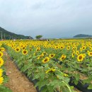 교동면 난정저수지 이미지