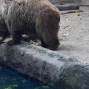 물에 빠진 까마귀를 구해주는 곰 `화제` (동영상) 이미지