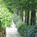 수국정원 이미지