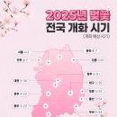 개화(아) 이미지