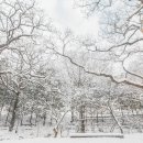 백양사진입로 이미지