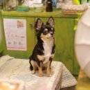 오늘의 강아지 이미지