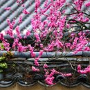 원동교통(주) | “서울에서 남도까지, 2026년 매화 개화시기 ‘5곳 여행’ 이렇게 떠나본다”